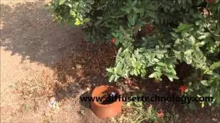 pomegranate  farm of 16 months only Dalimb