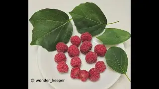 Growing Che  (Mandarin Melon Berry, Maclura tricuspidata)  What to know about this plant.