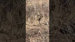 curious deer
