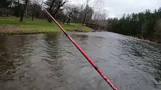 Rainbow trout pine creek