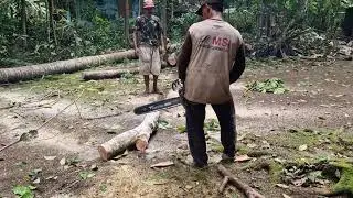 GENIUS TECHNIQUE: CUTTING WOOD AND BRANCHES WITH A SUPER SHARP SAWS!-agriculture modern