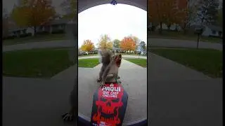 Squirrel regrets eating the one chip challenge! #shorts #funny #ai #onechip #squirrel