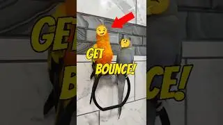 You've never seen birds dance like this 🕺 #birds #funnyanimals
