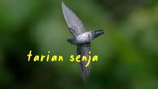 SP. TARIAN SENJA, SUARA WALET GRATISAN
