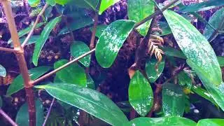 Rhizophora Mangle - Rojo - Mangroves / Chilango Pez /acuario-aquarium / agua dulce