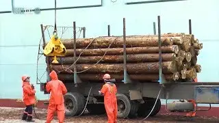 TECNOVIAL N&deg;33 - URUGUAY SIGUE EXPORTANDO PINOS A CHINA