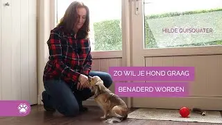 Zo benader je een hond - Hondengedrag #3
