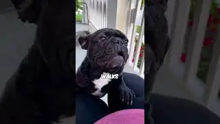 Три лучшие собаки для занятых владельцев #факты #жизньживотных