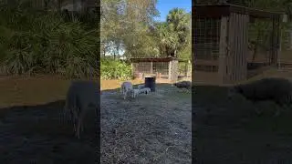 Florida Boy Tip: Get outside! #farm #sheep #florida #fun #getoutside