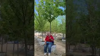 KC расскажет нам об осеннем клёне полыхающем!