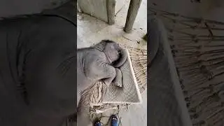Living that stress-free baby elephant life 😴🌿#sleepmusic  #shortvideo