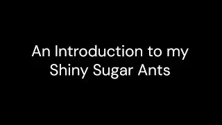 Introduction to my Shiny Sugar Ants (Camponotus Cinctellus)