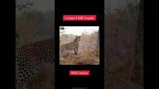 Leopard killed Impala for survival #wildanimals #discovery #animals #jungel #wild 
