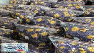 Blue Lotus |Nymphaea Caerulea| 100% Organic Herbal Hand Picked Pure Flowers Tea