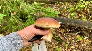 Unloading in Mogilyovo village/mushroom hunting/road accident