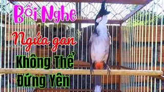 Tiếng Chào Mào Hót Đấu Kích Bổi Lên Lửa!..Luyện Chào Mào Sổ Giọng Hót Căng Lửa.kich chao mao hot dau