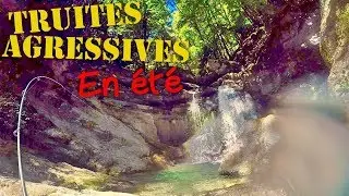 Les TRUITES Très AGRESSIVES d'un Superbe Torrent Alpin en Été ! PÊCHE NO KILL
