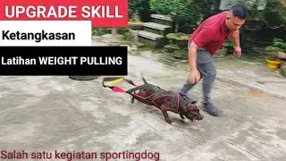 UJI KETANGKASAN‼️SI MACAN LATIHAN TARIK BEBAN (WEIGHT PULLING)