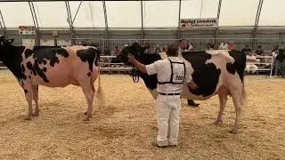 Ontario Summer Holstein Show 2024,   Intermediate aChampion