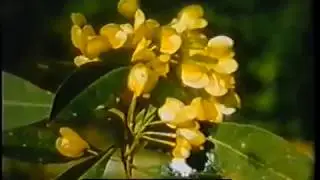 The Sands of Yellow Rock (1959) Wollombi Valley N.S.W., Australia.