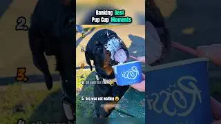 Ranking Best Pup Cup Moments (Part 2) 🥹