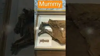 #2300 years old mummy in jaipur Albert hall museum.short video👍👍👍
