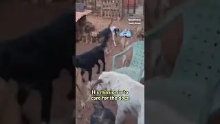 Man in south Lebanon cares for pets left behind by owners fleeing Israeli strikes