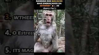RANKING DOS MACACOS MAIS ENGRA&Ccedil;ADOS DA INTERNET 😂🐒 #3  #funny