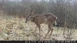 CITWC Nature Park Trail Cam Videos #6 Deer vs Raccoon