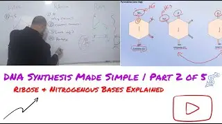 DNA Synthesis Made Simple | Part 2 of 5 &ndash; Ribose & Nitrogenous Bases Explained