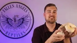 5 Things to Consider Before Beginning to Breed Ball Pythons