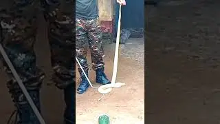 Big Snake Rescue 😳🐍