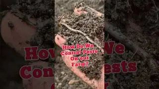 How Do We Deal With Common Farm Pests? #garden #sustainablesolutions #greensolutions