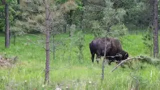 A third Bison in Custer