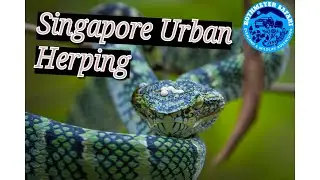 Episode 2- Singapore Urban Herping 2024