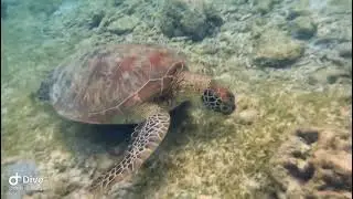 Snorkeling with Turtles at Turtle Beach on Gili Trawangan / Lombok