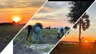 village vlog: weeding in a mahangu field |village Sunsets and sunrises| ovambo fuel work