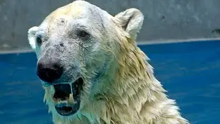 Беспомощного мужчину загрызли до смерти два белых медведя (недавнее нападение)!