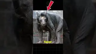 🔴 10 Rare Bald Animals That&rsquo;ll Leave You Speechless #rareanimals #ytshorts #didyouknow #viral