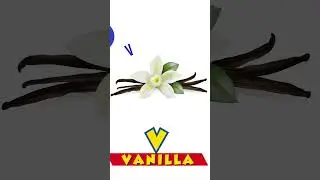 V For Vanilla  #cartoon #Vanilla