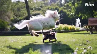 The watery cat chasing a big rat