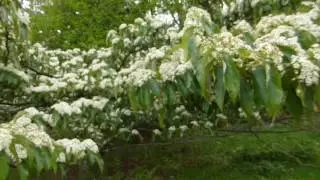 Winkworth Arboretum - Sorbus megalocarpa - Reynitr&eacute;  - Sk&oacute;garganga - Grasagar&eth;ur - Sk&oacute;gr&aelig;kt