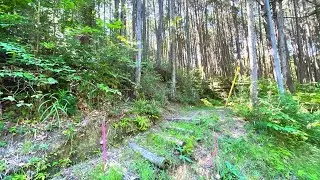 【4K】Japa Forest Walk - Japanese Summer Cicadas - Gifu Prefecture - 岐阜県