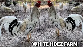 Shape Outdoor Breeding Pens Free Range Big Farm USA