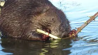 Cool close-up video of Mr. Beaver ... check out his creepy beaver fingers.