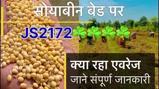 सोयाबीन JS2172 // बेड पर // क्या रहा एवरेज // लगाने से काटने तक सम्पूर्ण जानकारी // एक वीडियो में