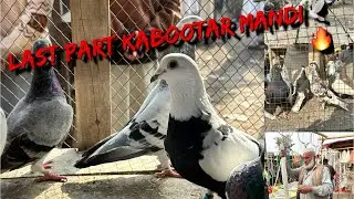 Ring road👍Kabootar🕊️Mandi last👀Part 3👀PeshawarPigeons👉🕊️🕊️#pigeon #kabootar #kabootarbazi 