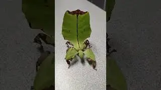Phyllium&nbsp;giganteum dance