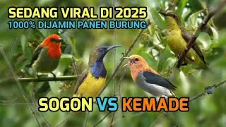 Suara pikat sogon vs kemade dijamin panen burung