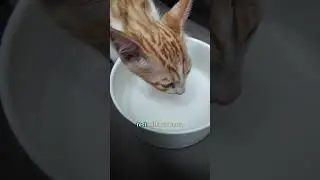 Если у вас есть уличный кот, посмотрите это! #бродячийкот